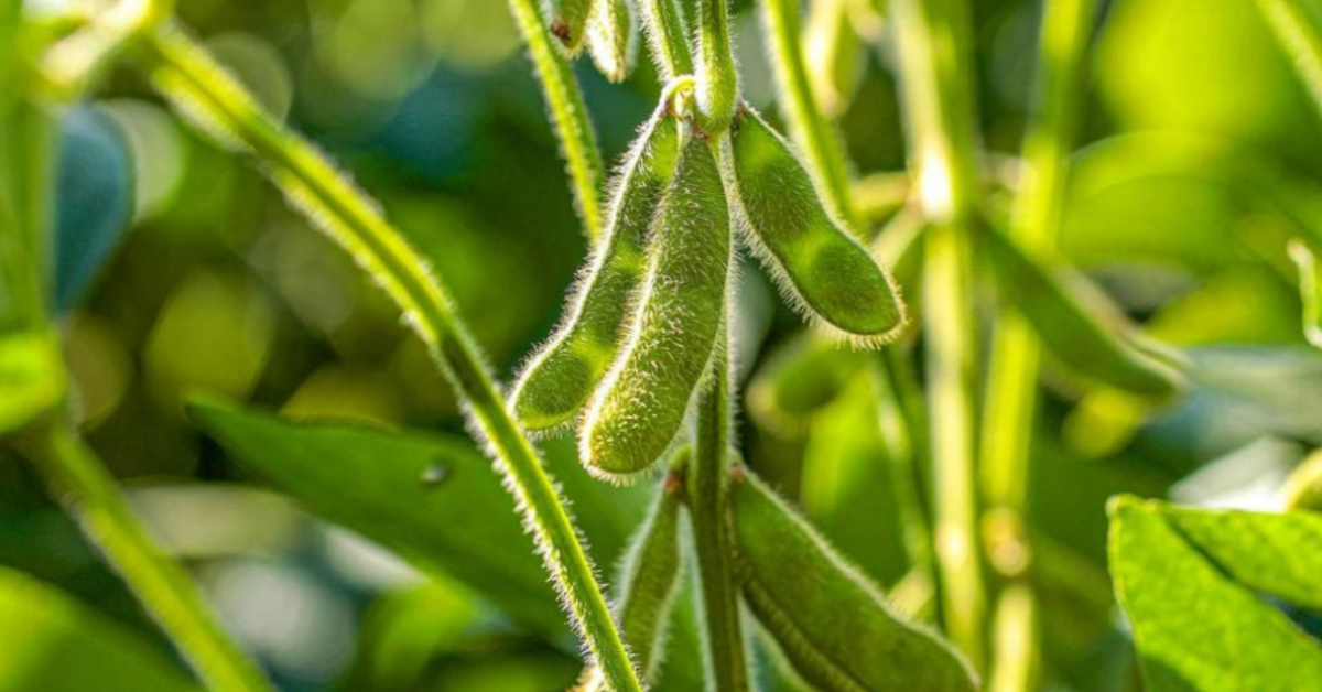 close-up of soybeans growing in a field