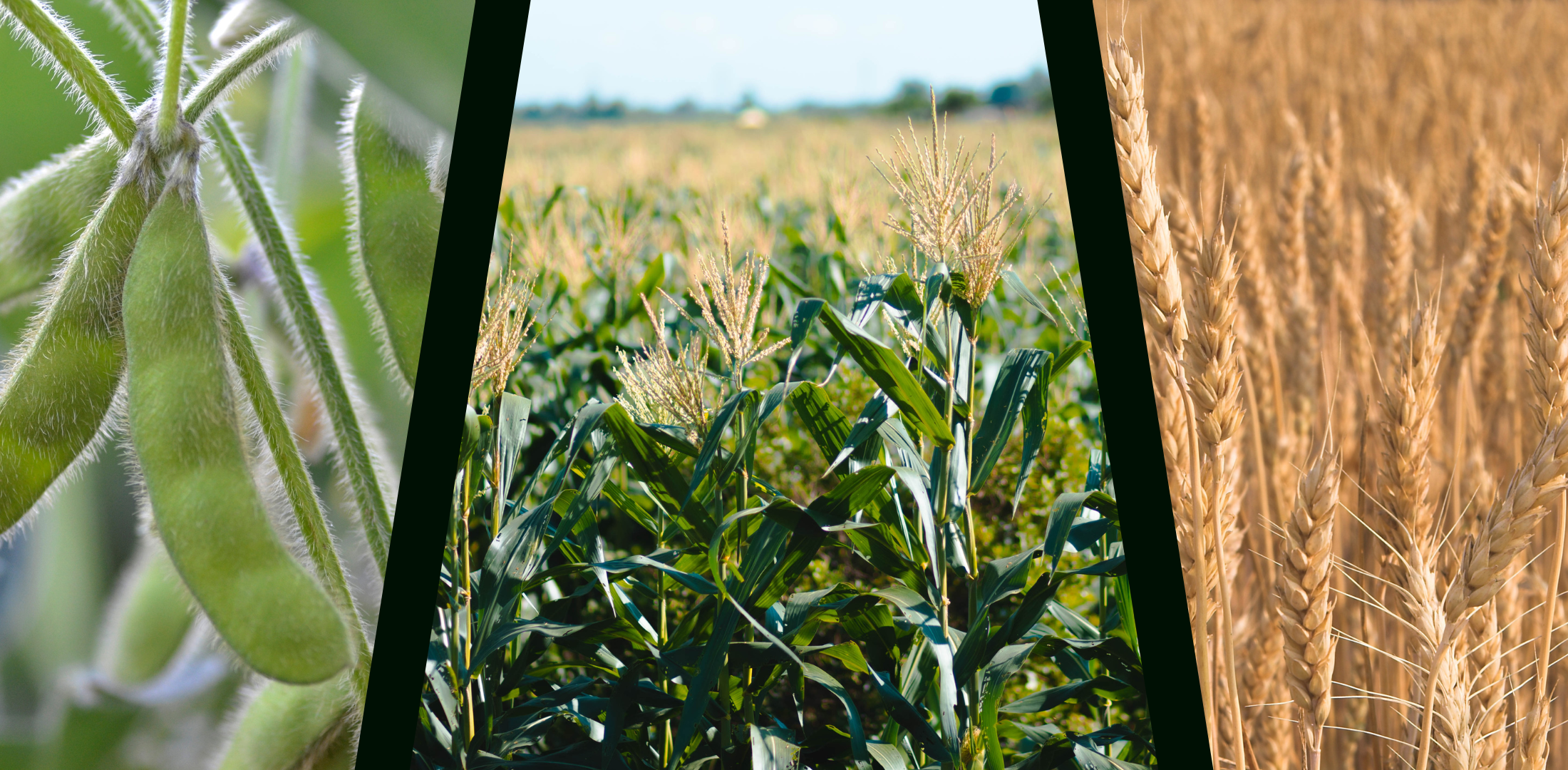 3-panel image of soybeans, corn, and wheat crops